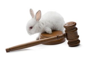 قانون حمایت از حیوانات